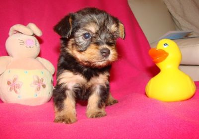 Champion Line AKC Teacup Yorkshire Terriers