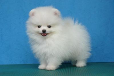 Pomeranian puppies for sale