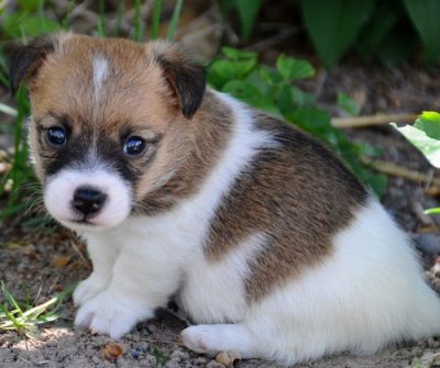 Lovely Jack Russelle Puppies For Sale Now