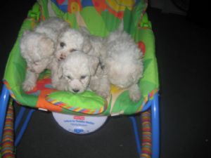 Bichon Frise Puppies AKC