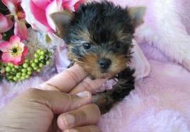 CUTE YORKSHIRE TERRIER PUPPIES FOR SALE TO LOVELY FAMILIES