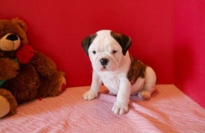 Welltrian American Bulldog Puppies for free
