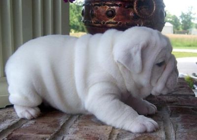 puppies Available Now for loving homes