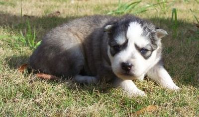 SIBERIAN Husky champion bred puppies, females only,...