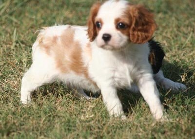 Cavalier King Charles Spaniel female puppies