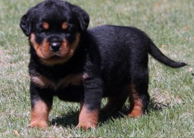 Rottweiler puppies for a good home