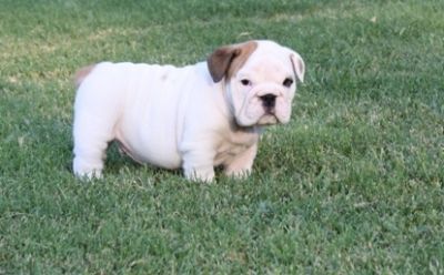 English bull dog puppies for sale