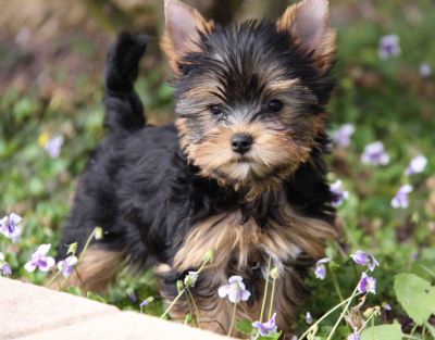 AKC Yorkie Puppies for Adoption.