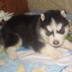 DREAM COME TRUE BLUES EYES SIBERIAN HUSKY PUPPIES FOR FREE ADOPTION.