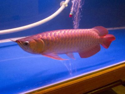 High Quality Super Red Arowana for sale