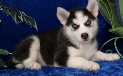 Cute and Lovely siberian husky  Puppies For Sale