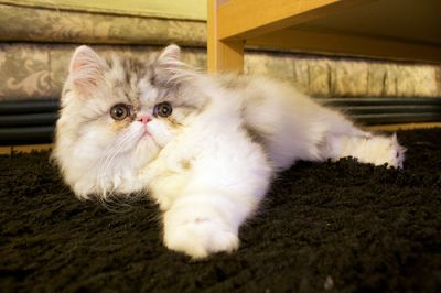 Adorable male and female registered Pesian Kittens for you