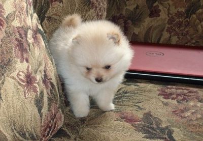 POMERANIAN  PUPPIES FOR  ADOPTION