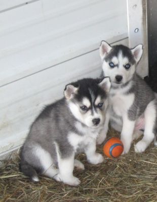 Sweet AKC Potty Trained siberian huskies Puppies