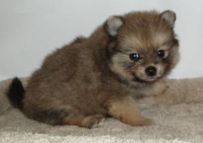 Male and Female T-Cup Pomeranian puppies for adoption