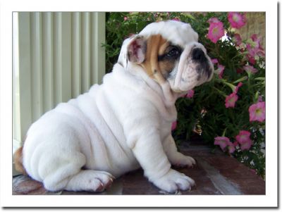 lovely English bulldog puppies for adoption
