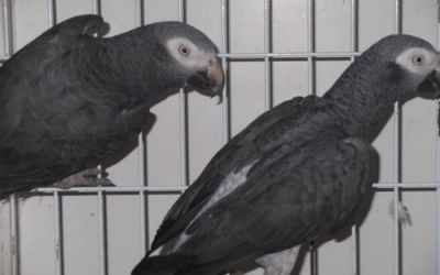 Timneh African Grey's $900 A Pair 