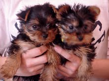 Lovely Cute teacup yorkie Puppies for X-mas
