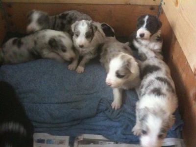 Bearded Collie Puppies