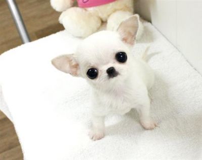 beautiful male and female Tiny chihuahua puppies for  christmass