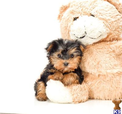 Cute and Adorable Yorkie puppies for adoption.