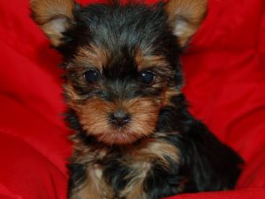 Adorable Yorkie pups Available.
