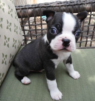 Cute Couple Boston Terrier Puppies