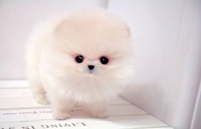 Registered Pomeranian puppies...