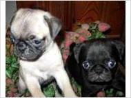 Pug PUPPIES!!!!!!!!!!!!!­! 