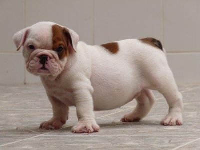 Healthy English Bulldog Puppies.