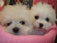 2.5lbs maltese puppies awaiting great families