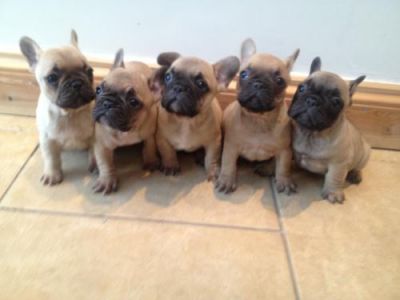 Reduced Reduced Reduced Stunning French Bulldog Puppies , Male, 1-3 months, fawn, Ready N  for sale.