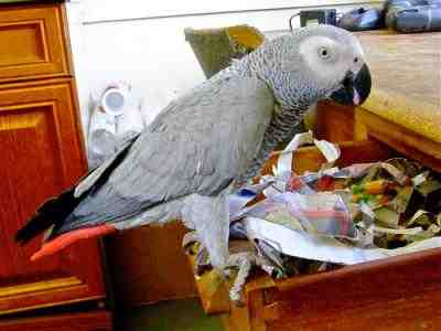 Playful african grey parrots for xmas