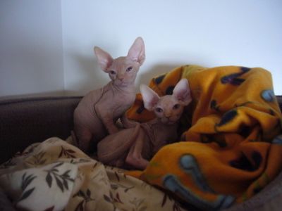 Male and female Sphynx Kittens