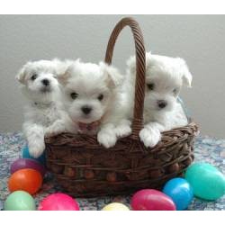 MALTESE PUPPIES! REGISTERED! 2 YR GURANTEE! HOLISTICALLY RAISED
