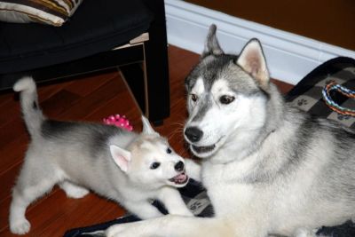Siberian hurskies pups 