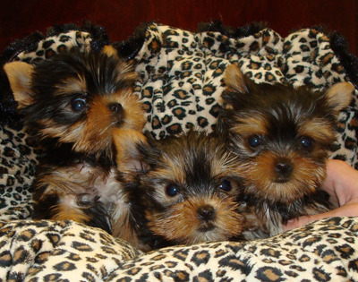 Yorkie Tiny T-cup Baby Girl Ready Now !