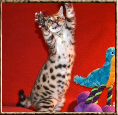 SAVANNAH F6 KITTENS FOR SALE