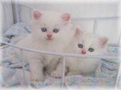 Beautiful male and female Persian Kittens