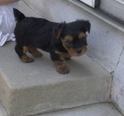 Yorkie  puppies  for  adoption