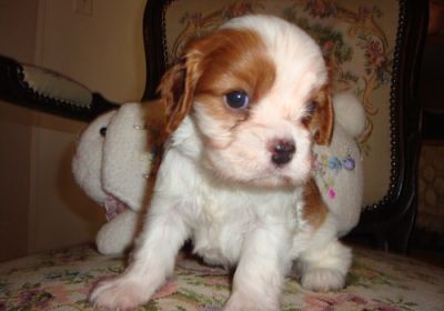 Cavalier King Charles Spinel Pups Ready To Go Now