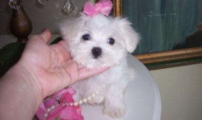 Affordable Maltese puppies now Available