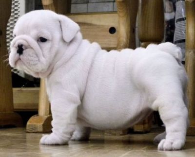 Healthy,Quality puppies @ uniquebulldogpuppies.com