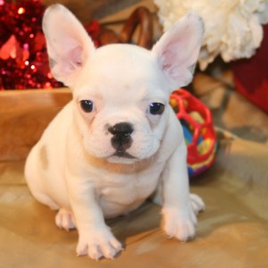Stunning and Cute French Bulldogs Puppies for sale $300