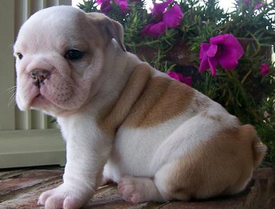Charming English Bulldog Puppies For Sale