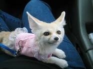 TICA Registered Fennec fox,spotted genet and kinkajou for sale