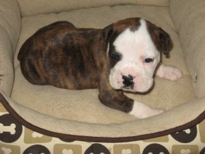 we now have 2boxer puppies for sale