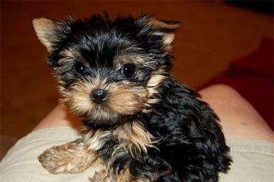 Yorkie  puppies  for  adoption