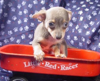 chihuahua puppies for sale