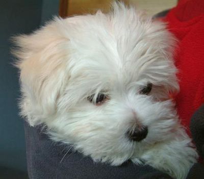 cute and charming maltese puppies for adoption